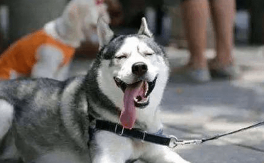 哈士奇为什么这么蠢？其实我们误会它了