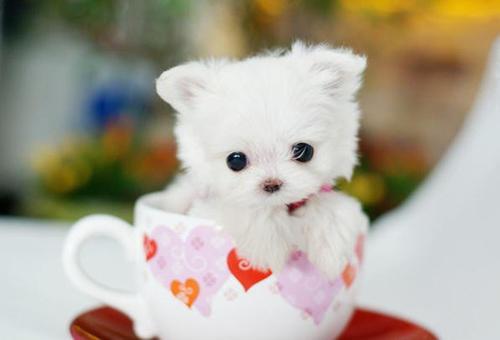 茶杯贵宾犬好养吗?需要很多的心思