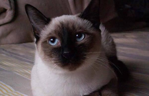 宠物猫的品种及价格,这些都是在国内很受欢迎的