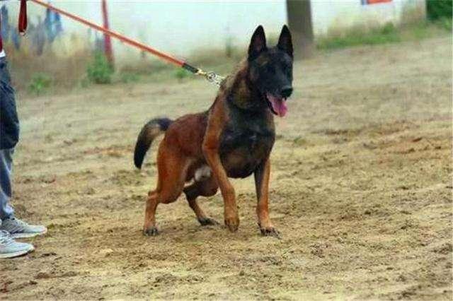 如何训练马犬随行?当然是讲究方法