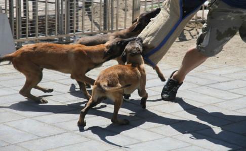 马犬会咬自己主人吗?一般情况是不会咬的