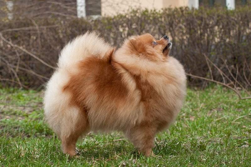 博美犬可以长多大?符合小型犬的标准