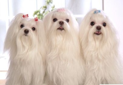 适合家养的小型犬，有没有你家狗狗