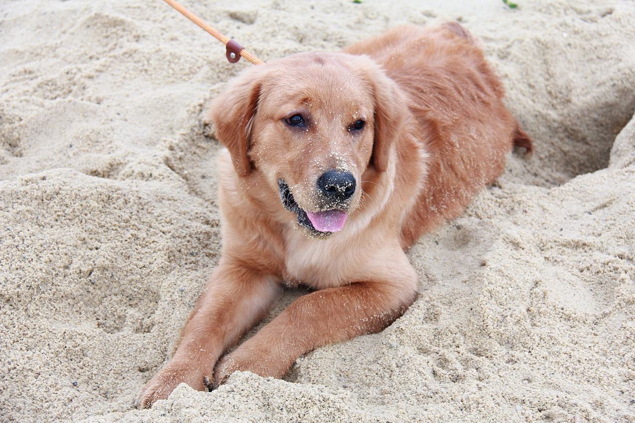 各种宠物狗价格?带你了解最值得养的宠物