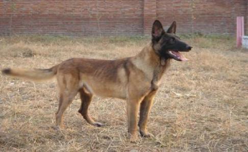 被马犬咬了有没有毒?先确认是否打疫苗吧