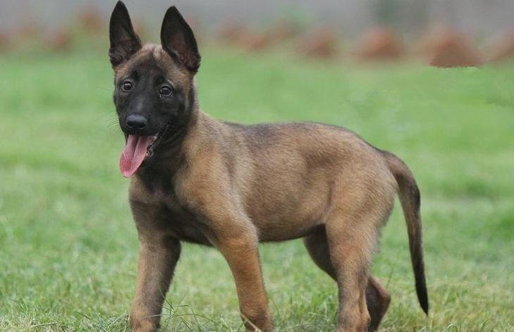 如何训练马犬幼犬~出不出师就靠你了