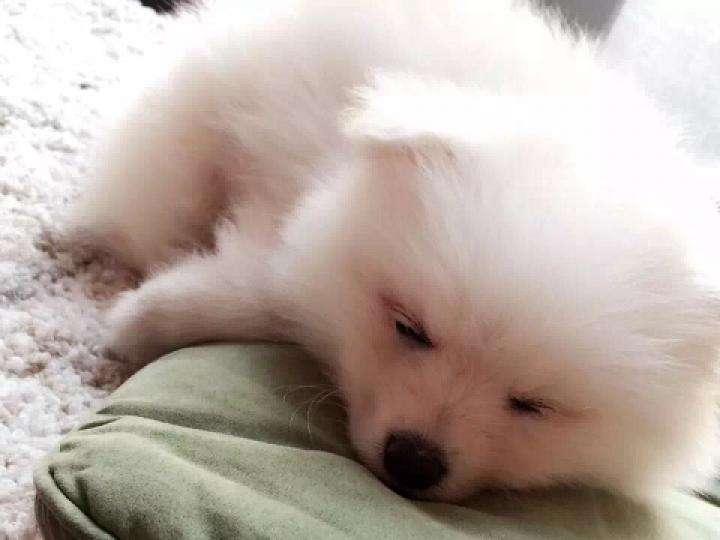 博美狗老死的症状,无一另外都会是这种样子