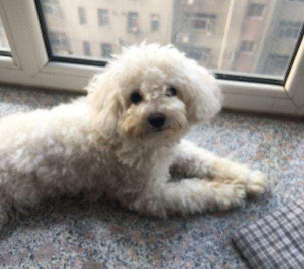 白色泰迪犬多少钱一只?搞清价格在入手