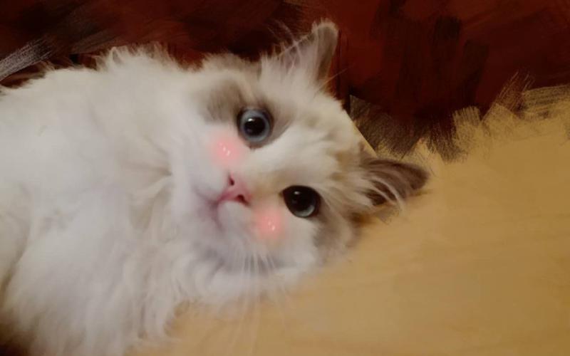 对猫过敏的症状,表现在以下几个方面