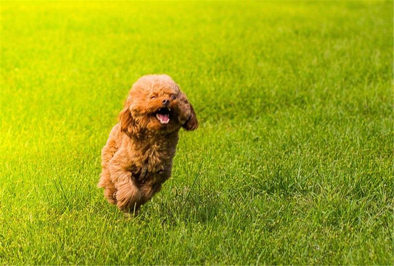 贵宾犬尿血是怎么回事?这个要引起重视