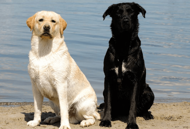 世界三大绝不咬人的狗  第一名居然是它