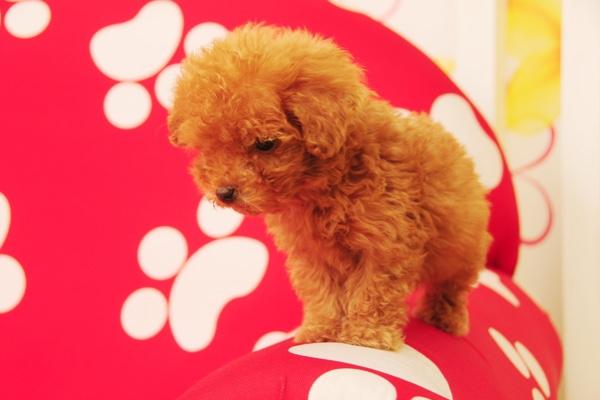 博美犬和茶杯犬的区别?这些区别都很明显