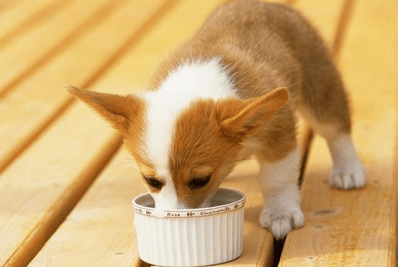 狗粮怎么泡,关键是方法要找对!