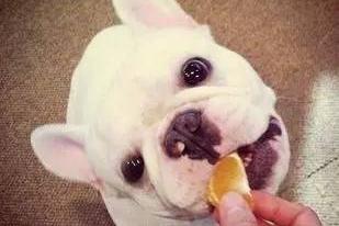 狗狗可以吃芒果吗？答案是肯定的，但要注意这些