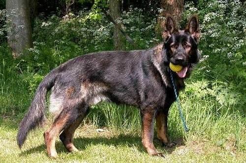 德国牧羊犬这样训练,才能出色的完成工作