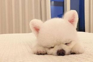 博美爱睡觉是为什么?有下面这几个原因