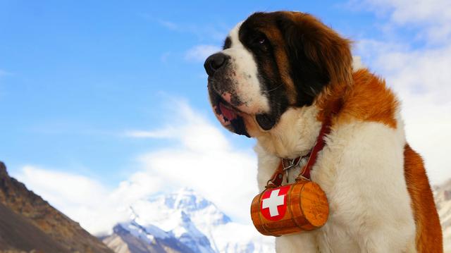 狗能喝啤酒吗？喝啤酒有什么后果