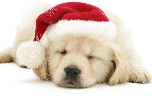 狗狗鼻炎症状，症状分个轻重缓急