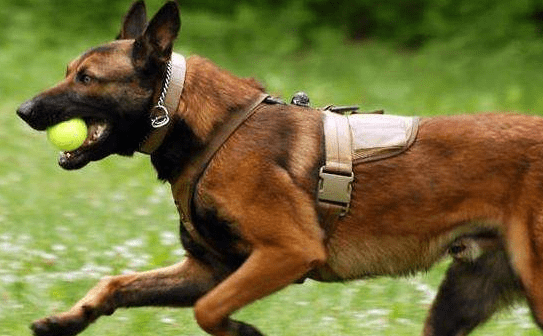 马里努阿犬性格 这么优秀的狗狗还不养一只!