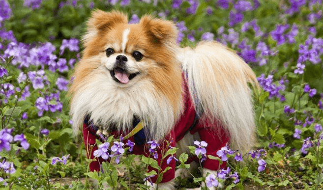 宠物狗的训练，家长们请注意越早越好