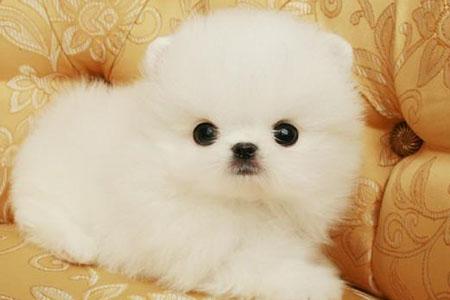 博美犬性格 聪明易驯不爱都难