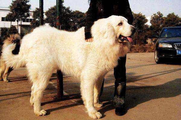 大白熊犬能牧羊吗？千万别小看了它们