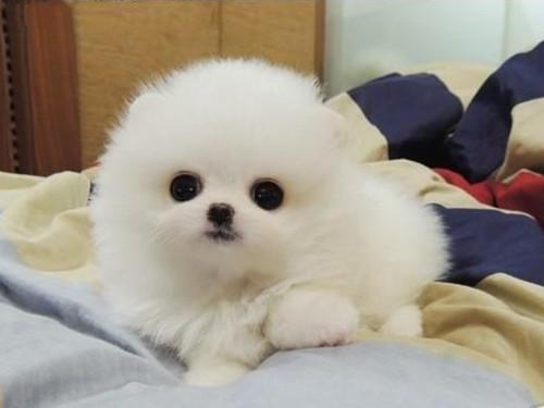 博美拉稀有血怎么办？找准了原因就好办