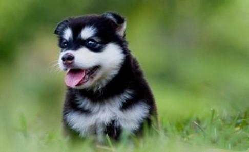 哈士奇吃什么长的快？关键看喂养的方法