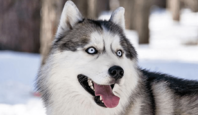 养狗还是养猫?也可以同时饲养的