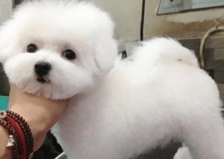 比熊犬有泪痕怎么办，别让它成为流泪天使