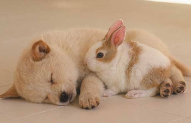 你知道台湾人最喜欢帮狗狗取什么名字吗