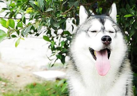 哈士奇喂养方法,喂养大佬不是轻松活