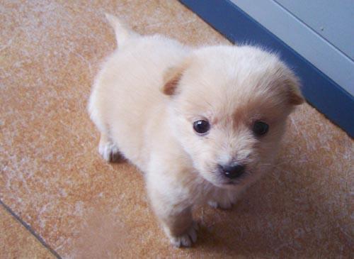 小狗狗拉稀怎么办？先找具体原因再对症治疗