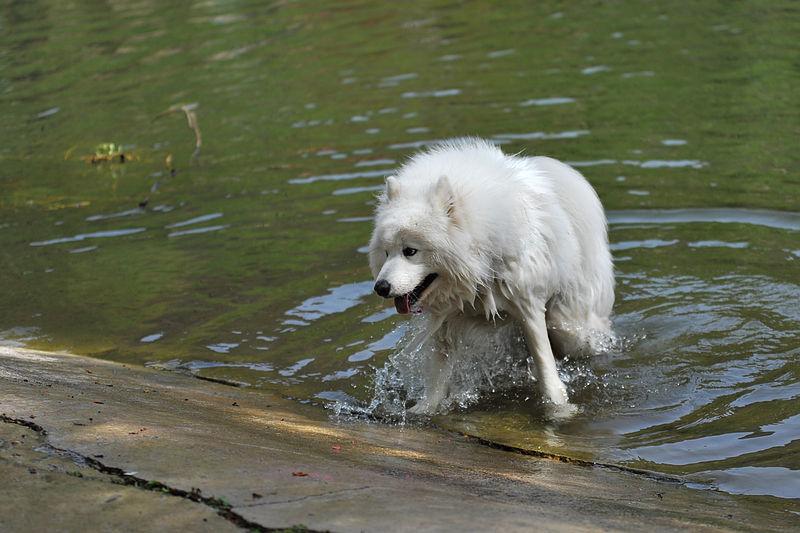 萨摩耶吃的多吗？主要看处于哪个阶段