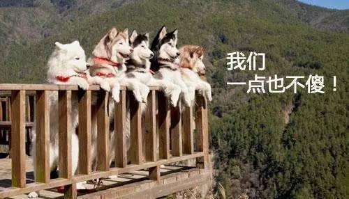 哈士奇搞笑图片，二哈称谓名不虚传