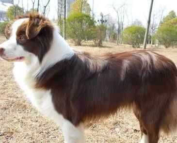 怎么看边境牧羊犬年龄,这几个地方是标准