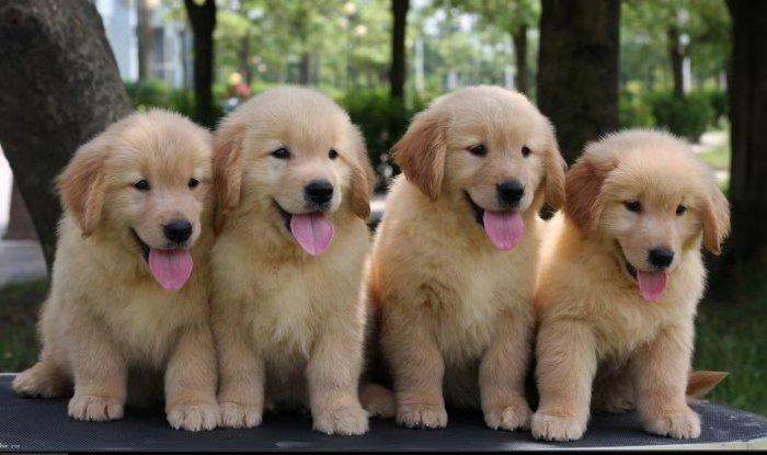 如何训练金毛犬?高智商的狗子得这样来