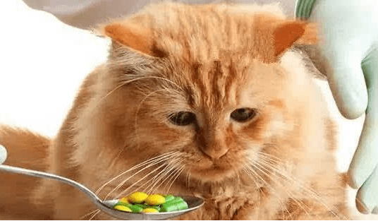 小猫肚子鼓鼓的？可以这样来分析具体原因