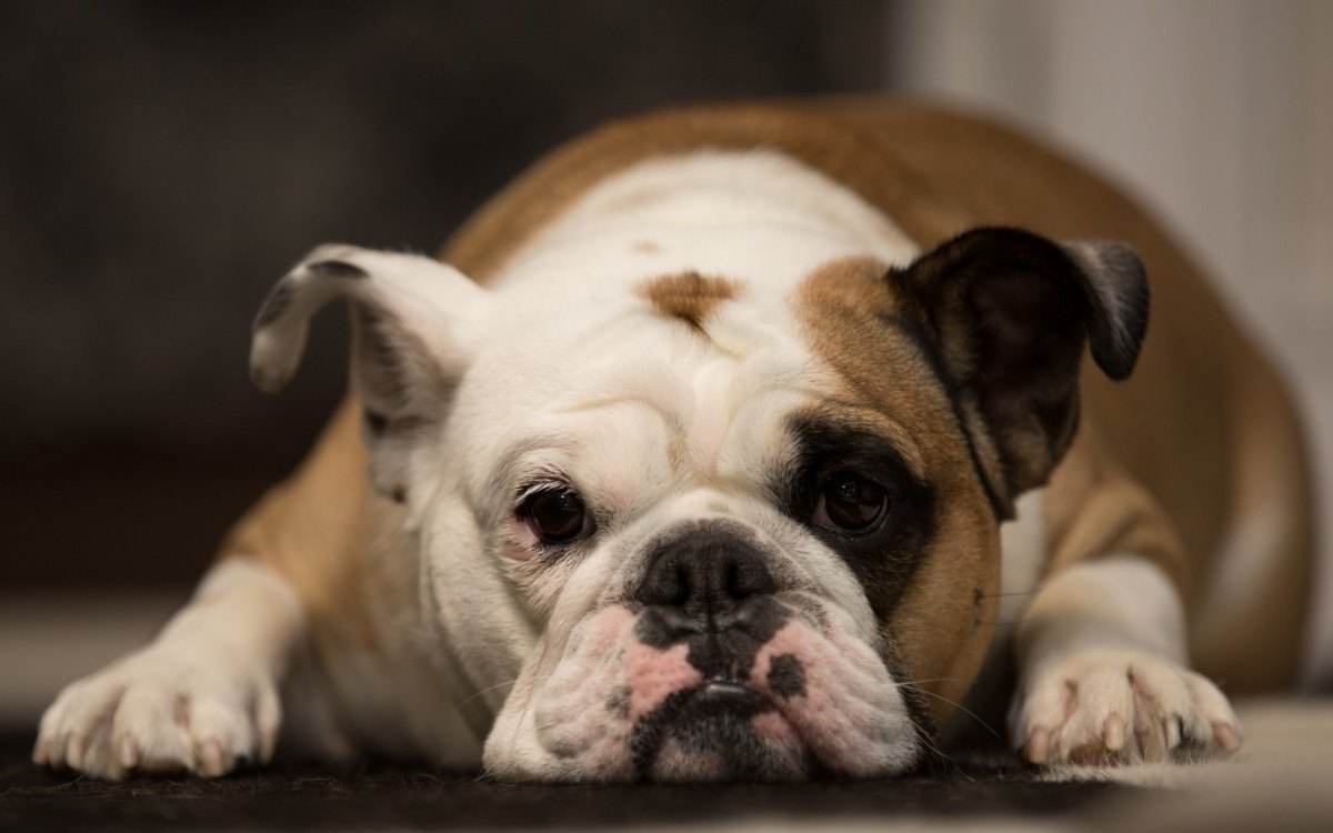 斗牛犬吃什么,七种食物不重样