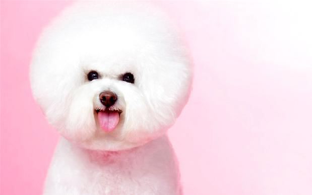 比熊犬成年多少斤？ 体重要和颜值相配哦