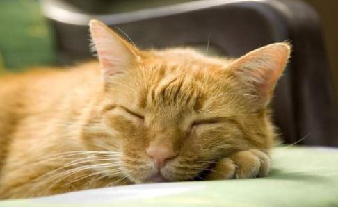 猫咪软便和拉稀的区别，从这些方面来分辨