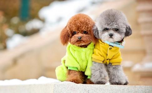 贵宾犬可以吃什么水果,这些都可适量的吃点
