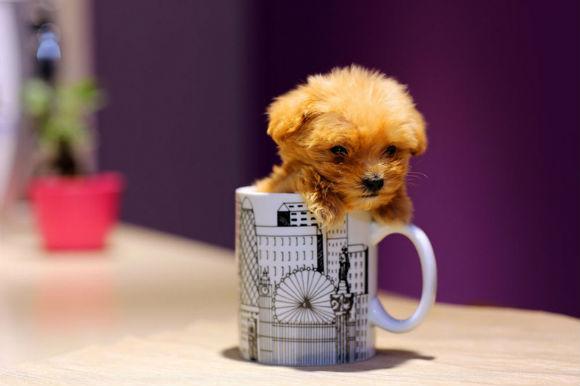 茶杯泰迪多少钱一只?价格都在这