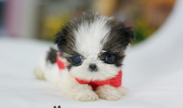 茶杯贵宾价格,盘点2018最新价格