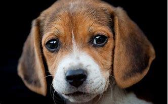 比格犬吃什么狗粮好?合适的才是最好的