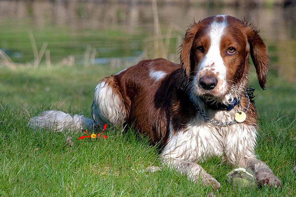史宾格犬喜欢吃什么,注意这些让它食不合嘴
