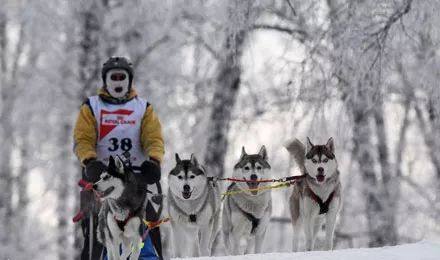 二哈是雪橇犬吗,人家的才是