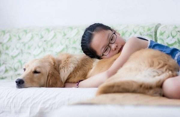 金毛是导盲犬吗?这是它们的荣光