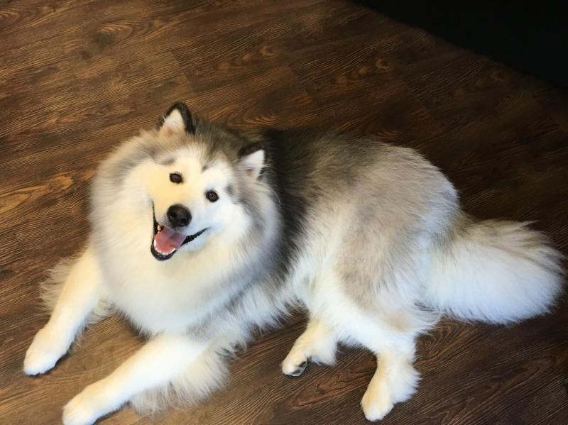 怎样训练阿拉斯加犬?一些训练它的方法技巧