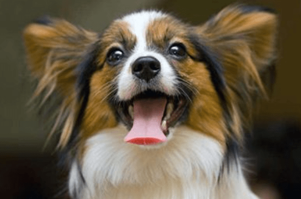 蝴蝶犬怎么训练大小便?跟其他狗狗方法差不多